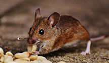 24 Hour & Emergency Exterminators in Elkton, MD